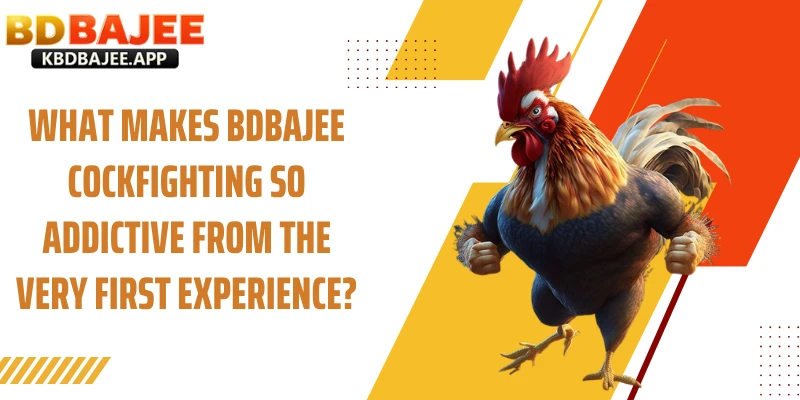 What makes BDBAJEE Cockfighting so addictive from the very first experience?